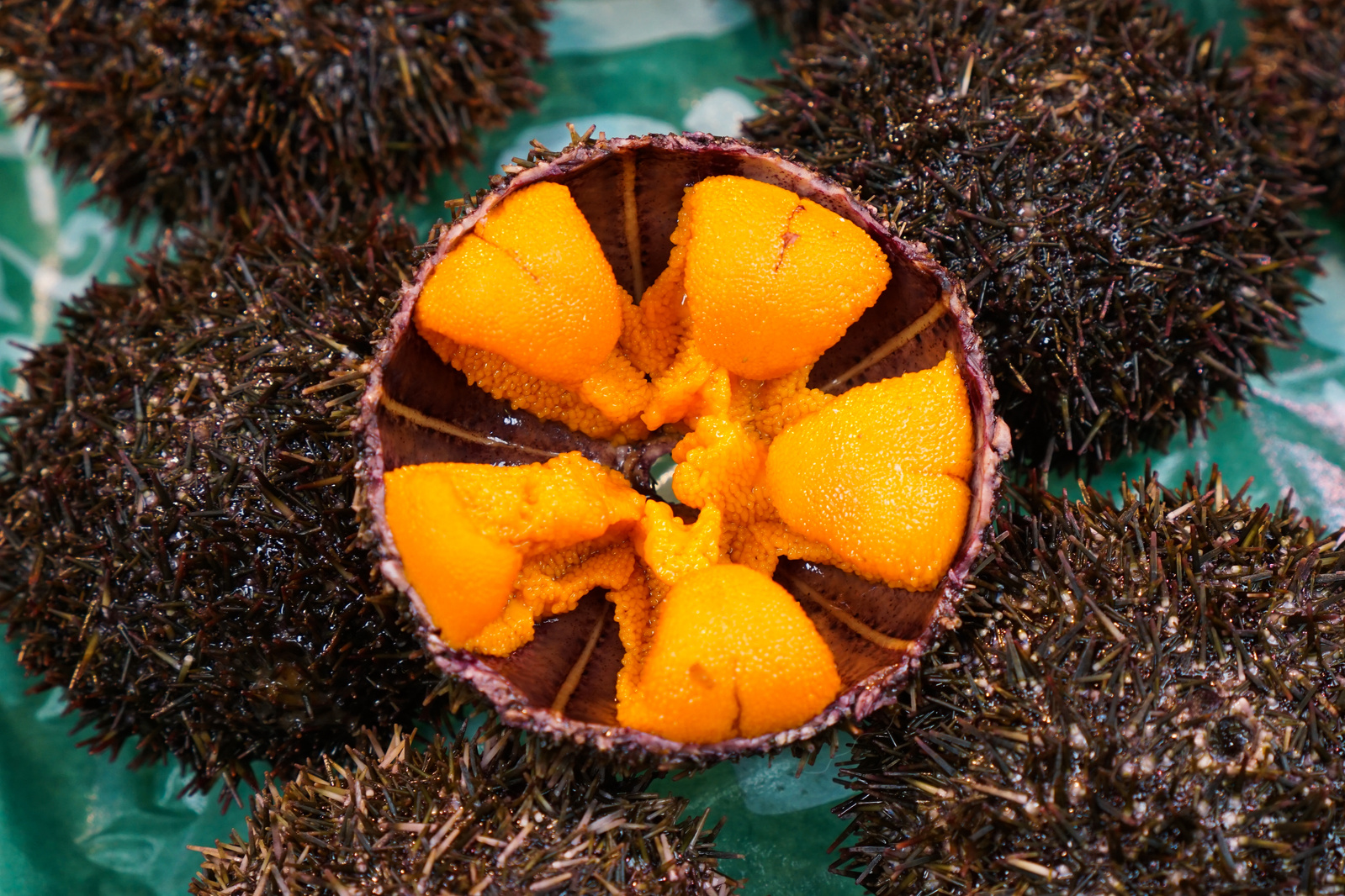 Fresh sea urchin (uni sashimi)